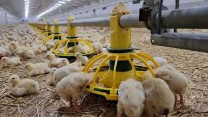 Modern poultry research facility with automated feeding systems