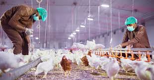 Researchers conducting controlled trials in poultry laboratory